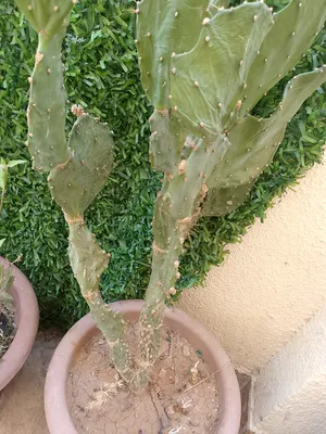 ‏أشجار - نباتات‏3