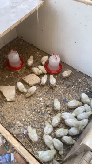 180صوص لاحم ابيض+30صوص لاحم ابيض