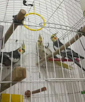 كوبيه كوكتيل مصوقرا ومنتجه ربي ايبارك ومدحيه اليومين لي فاتو ويوقفو حتا عاليدين مروضات مساومين300
