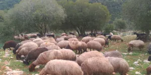 متاح 5 نعجات مواليد بهمها صلات النبي عليه