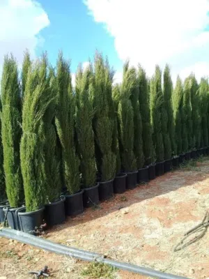 سرو عامودي ايطالي نخب اول جولد ستار ايطالي نخب اول و لايلندي ايطالي نخب اول و زنزلخت ايطالي نخب اول