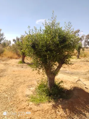 شجر زيتون للبيع واشجار زينه