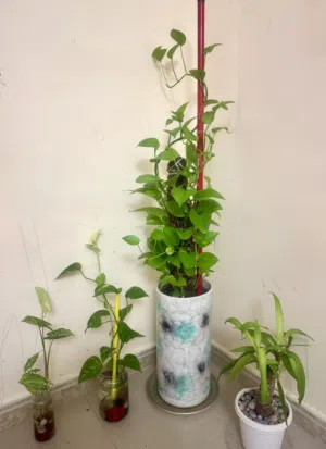 04 Plants for sale