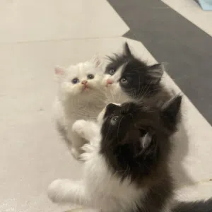 قطط شيرازية بيور كتنز اناث و ذكور للبيع pure shirazi kittens males and females for sale