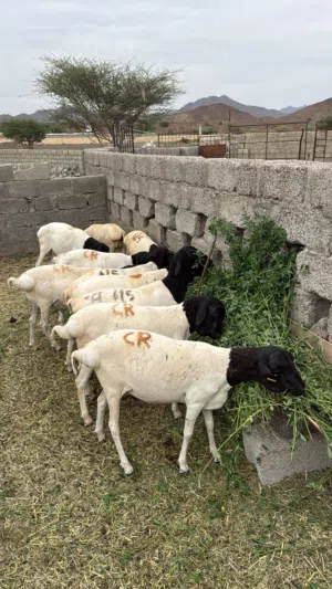 كباشه صوماليه مطعومه الحجم الكبير