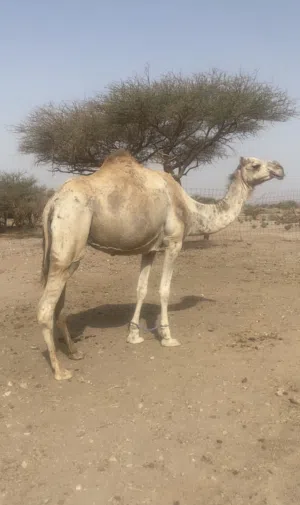 ناقه جاهزه للمناخ