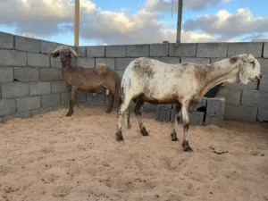نعجه و حوليها الله يبارك حايل عز كسب المكان مصراته