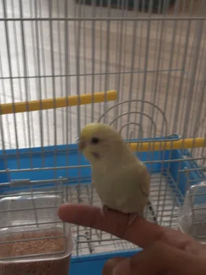 طير بادجي صغير أليف مع القفص