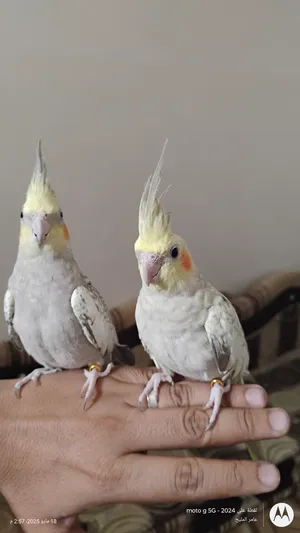 Parrots3