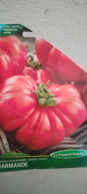 شتلاات طماطم حجم كبير جدا