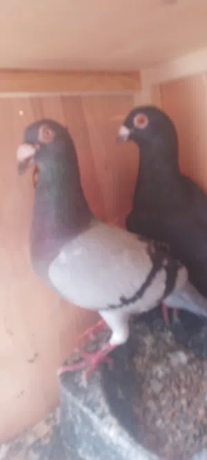 2كوبيات زاجل و مصري