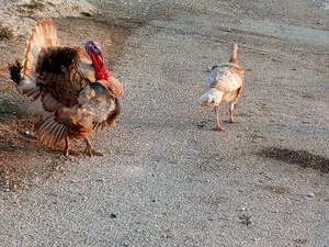 Birds1