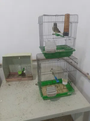 دكر كولستر كيف كامل غيار ريش زوز اناتي واحد منهم مضر ضعيف تانية تبي شوية اهتمام بالاقفاص