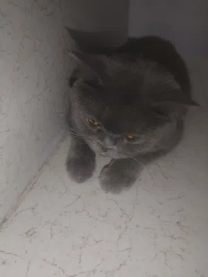 سكوتش فولد رصاصي غامق