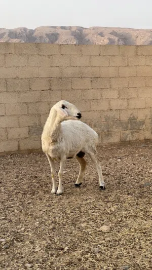 جاعده نجدي على حري عشار