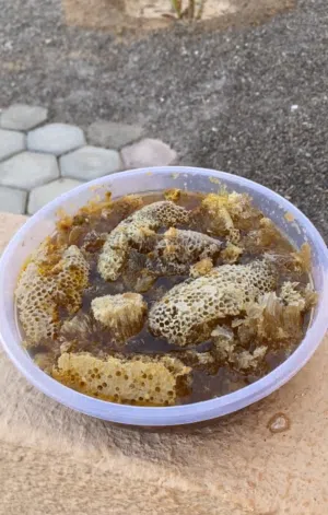 عسل بشمعه بطويق جبلي مال سنه عسل صافي برم ما شاء الله ومضمون