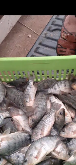 سمك  مشط وحيد جنس