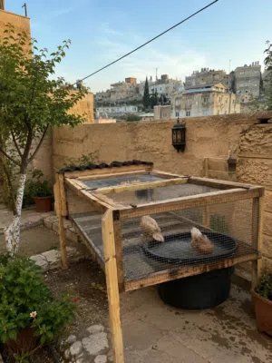 قفص طيور مخصص للبط