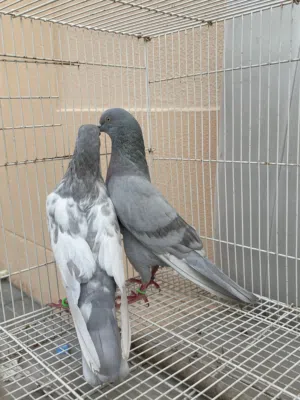 Pakistani pigeon