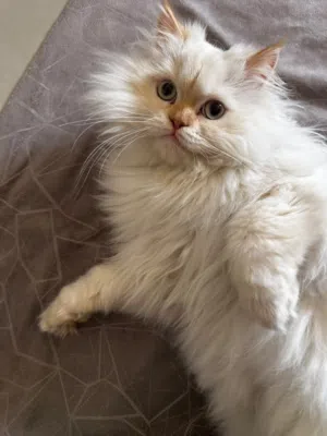 للبيع قطط ..