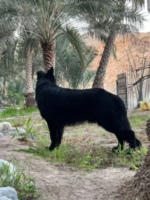 ذكر جيرمن بلاك وارك لاين لونج هير
