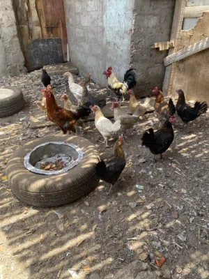 للبيع دجاج عماني