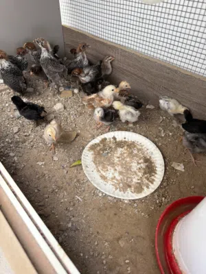 للبيع صوص  فيومي صوص بلدي العمر من شهر إلى شهرين