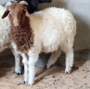 خروف ربي يبارك للبيع