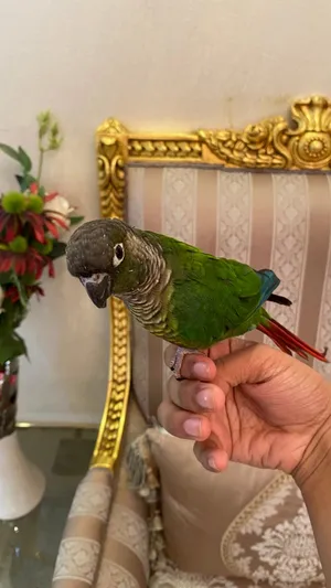 Parrots3