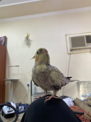 طير كوكتيل اليف عمه تقريبن 7 اشهر اتوقع انه ذكر