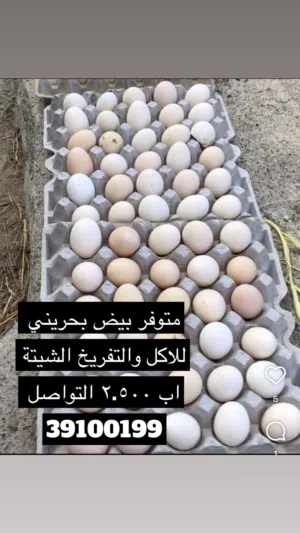 للبيع بيض بحريني للاكل والتفريخ
