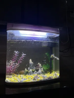 حوض سمك اجنبي للبيع بسعر مغري