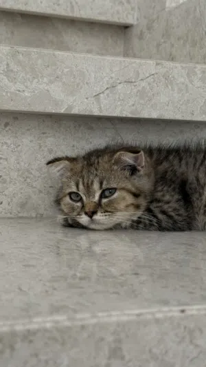 Male scotch cat for sale 50 rials and comes with cat supplies