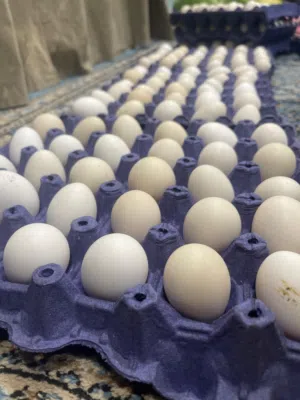 بيض عربي للبيع،الطبق