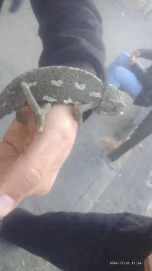 حيوان جميل ذو مواهب جميله