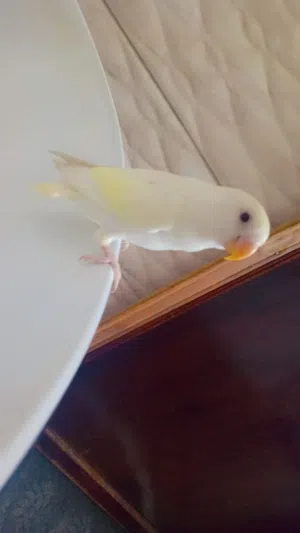 روز اليف 100%