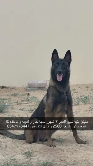 ملينوا نثيه للبيع العمر 7 شهور دمها حار و لعوبه و ماخذه كل طعيماتها السعر 2500 وقابل للتفاوض