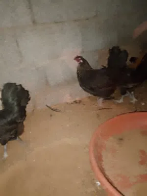 سلام عليكم بيع دجاج ربي يبارك خالي من امراض دجاج حوازة يدحو ربي يبارك عدد 24طرف اي استفسار 093027793