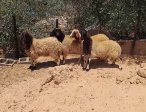 بسم الله  توكلنا على الله  4 بركوسات خاليات من العيوب ميزان ماشاء الله أعمارهم حوالي 7شهور
