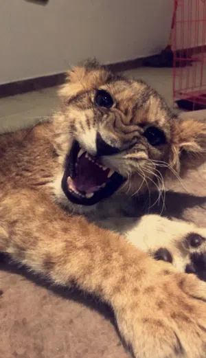 مطلوب بركه حمام للبيع جمله