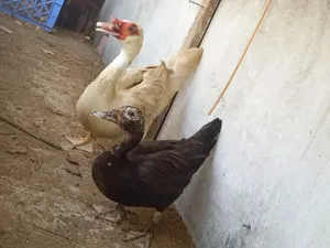‏دجاج‏1