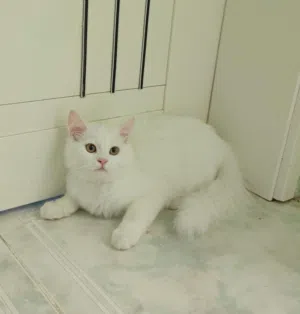 للبيع ذكر عمر تقريبا 3شهر وشي ب15