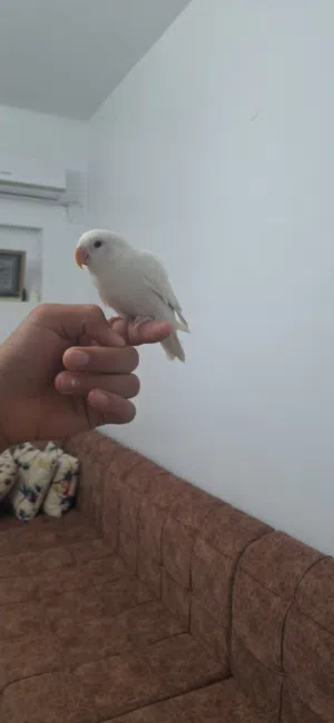 عصفور روز البينو مروض