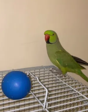 بغبغاء ذكر أليف ابيعه أو اراوس ويه غير طيور اليفه
