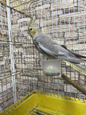 كوكتيل طيره و جوز روز