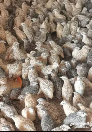 سمان 3 بريال