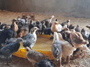 فلاليس عريي ربي يبارك