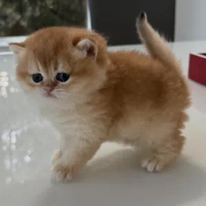 British Short Hair Kittens available now