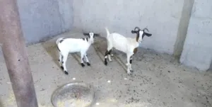 ماعز قطريه وراه نثيه وحامل