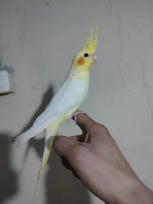 فراخ كوكتيل أليفه هدد حبات سوبر جامبو صحه ونظافه بتجنن